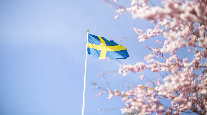 Svenska flaggan som vajar mot en blå himmel med körsbärsträd i full blom