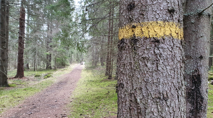 Till höger ett träd med en målad gul ring runt sig. Till vänster en skogsstig.